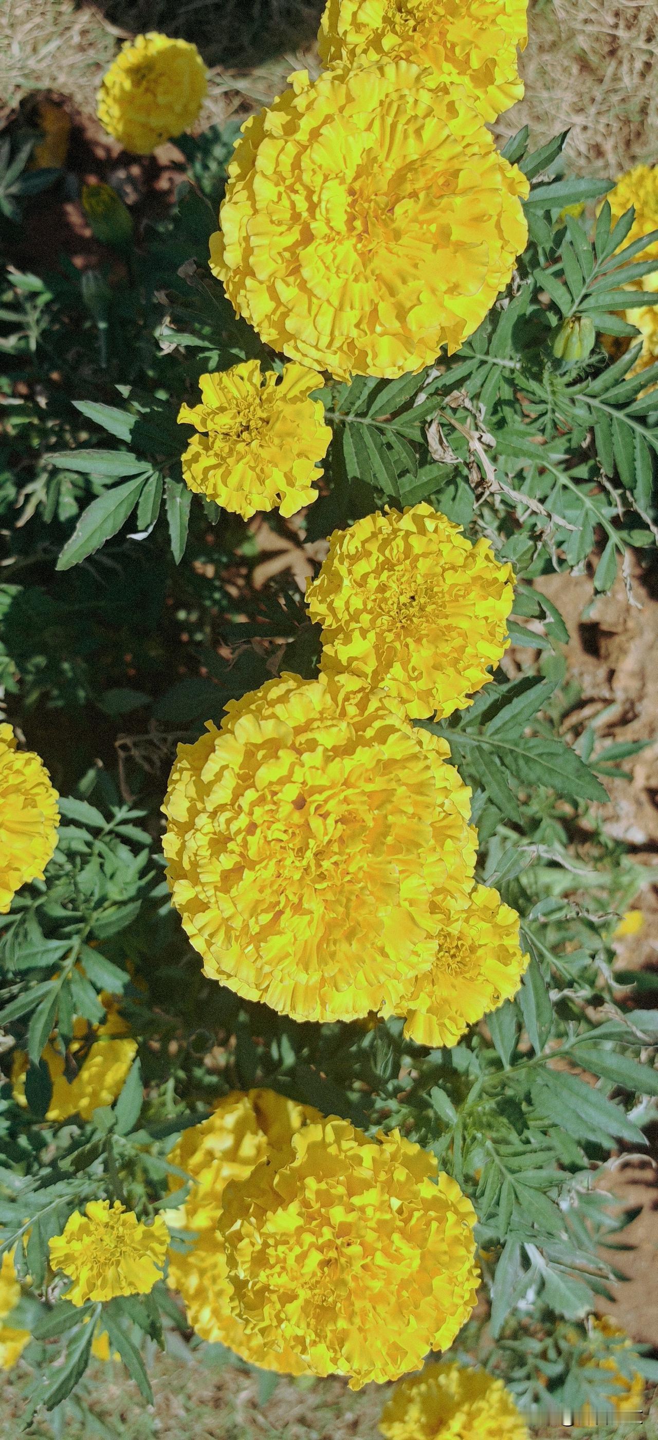 莫道花如孔雀屏，
黄金万盏裁春色。