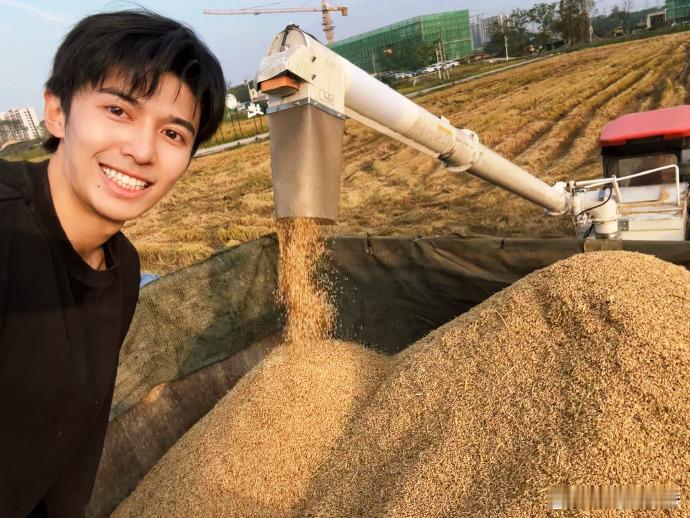 #赵小童把倒伏的成熟水稻收一波##赵小童镜头下的卓沅#赵小童在台风将至时收水稻，