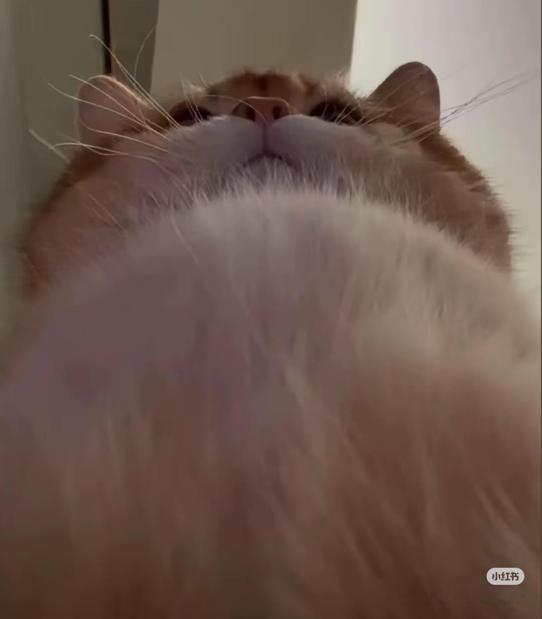 人 你可以靠在咪的胸膛 