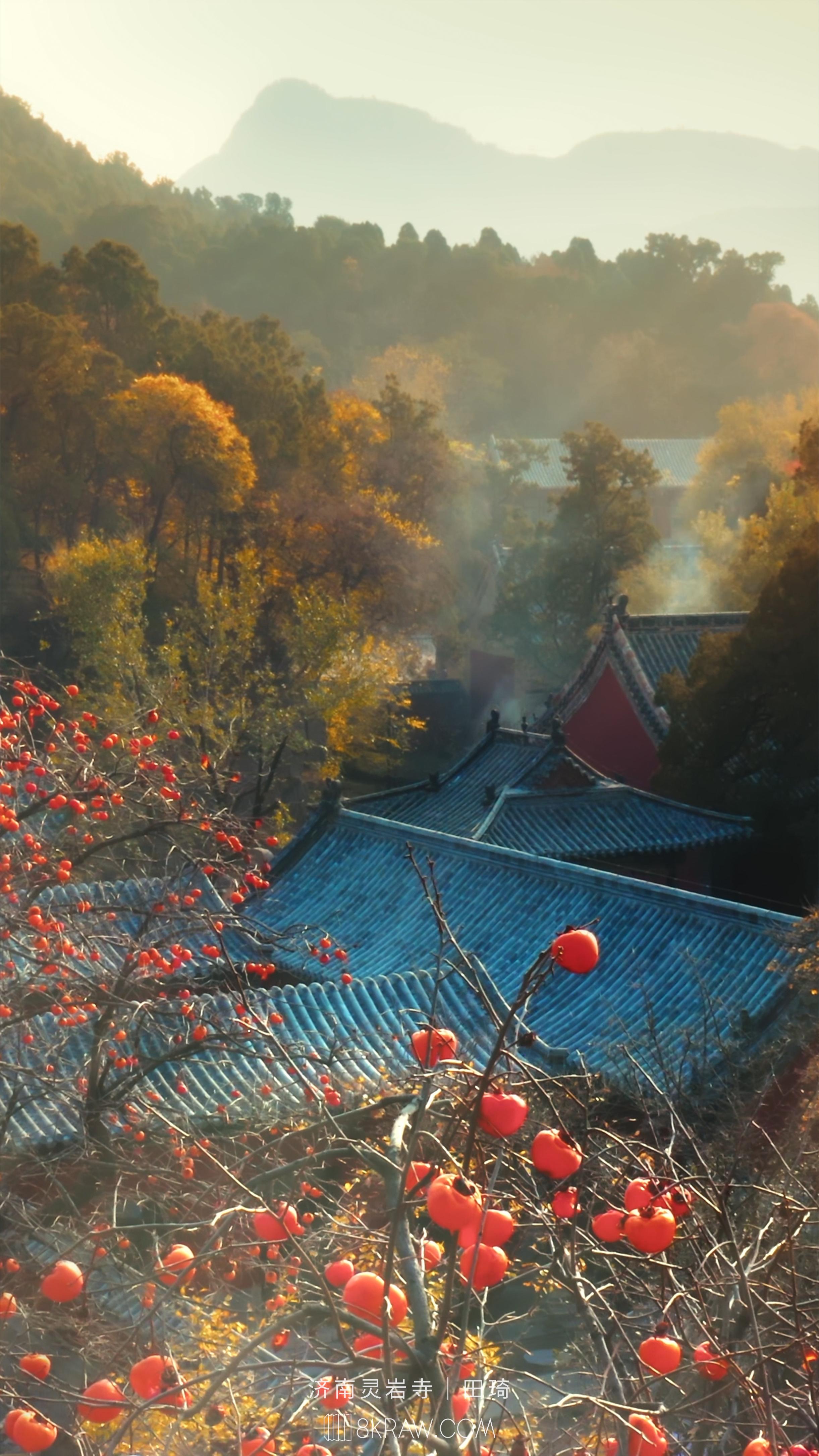 霜降已至，秋与冬在此刻悄然交接。 枝头柿子，点亮了寂寥的深秋。 北京黄...