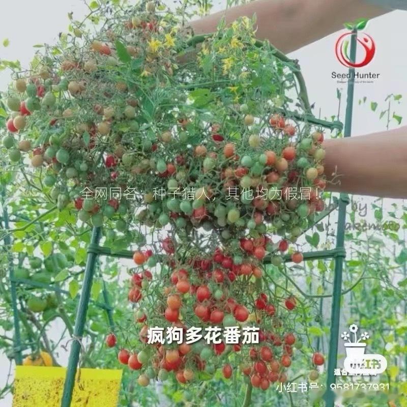 以防你不知道番茄有很多神经病品种 