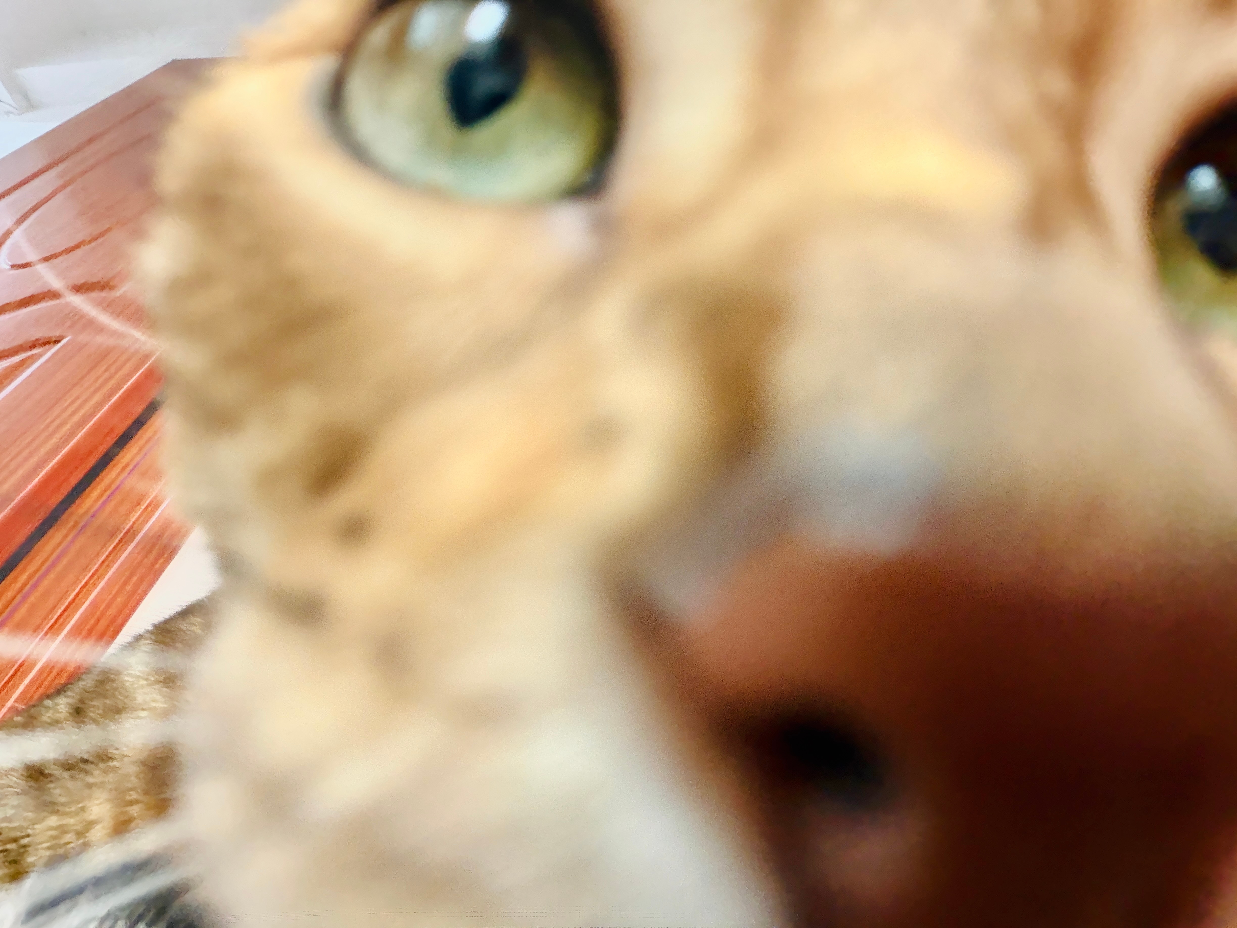 一辆猫！！油光锃亮的皮子也太舒服了嘞