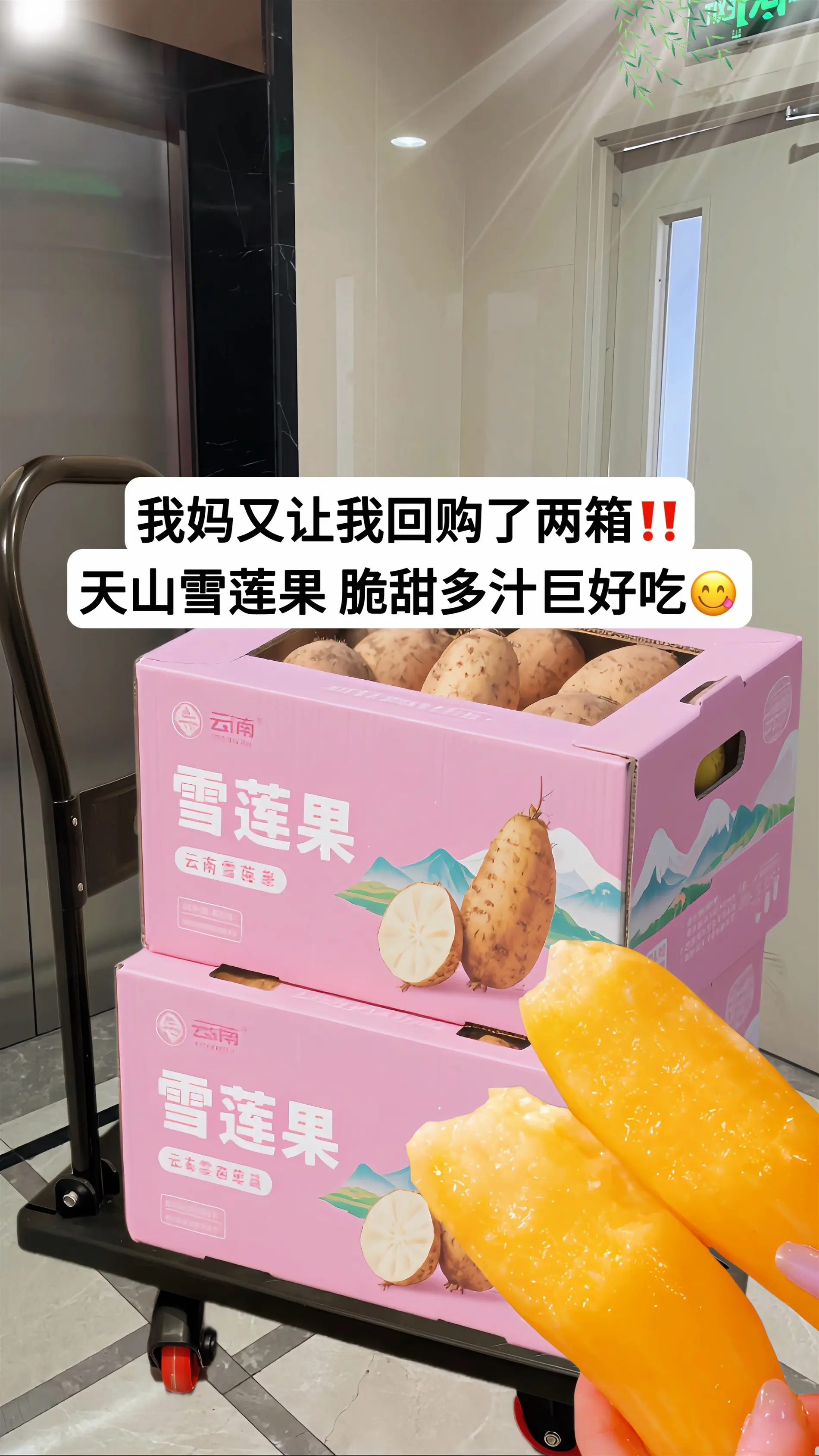 云南天山雪莲果 •现挖直发，金黄果肉藏着阳光的暖意，咬开便是清甜脆嫩的...