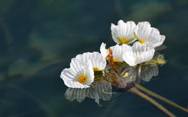 大理大学再获新成果！“云南洱源海菜花科技小院”成功获批，这是继2024年“云南大