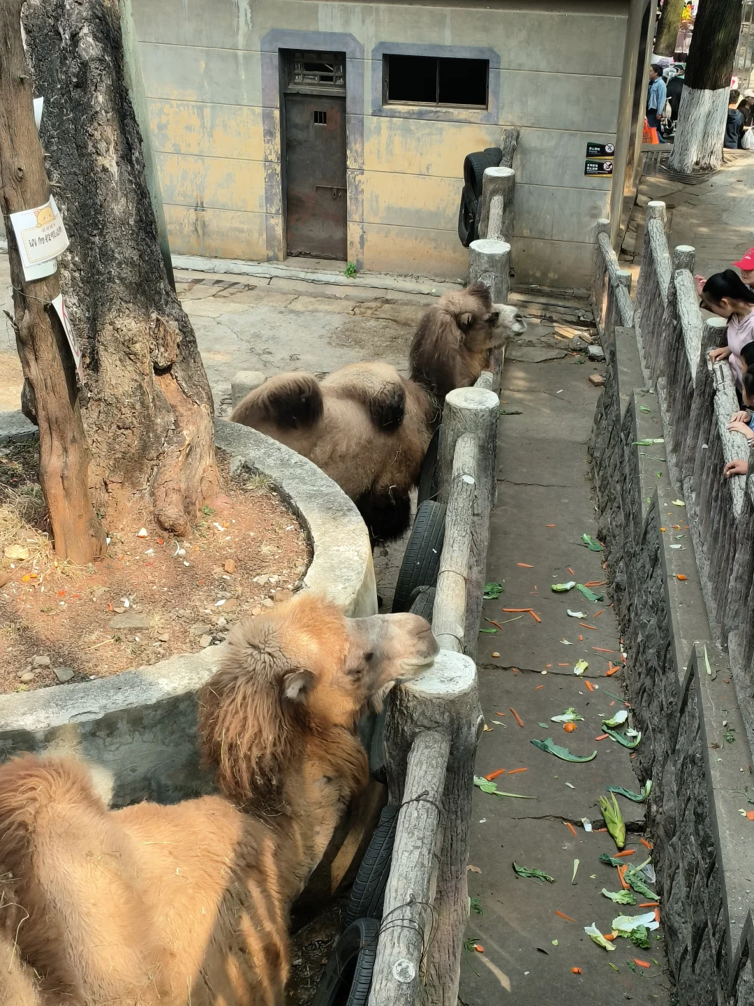 昆明圆通山动物园!你值得被挂网上diss!