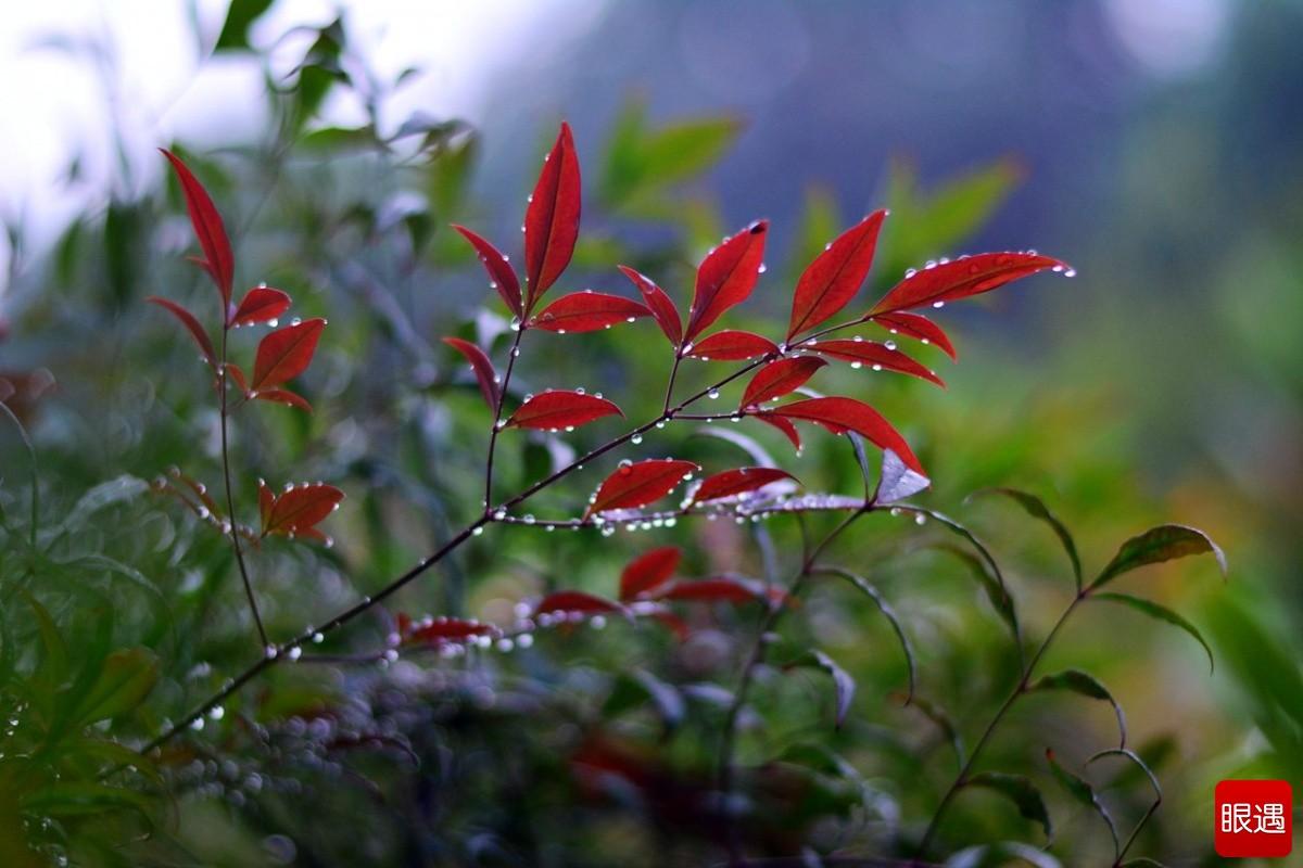 《龙眠山秋雨后》
 
作者：枫林红叶

雨歇青山洗翠峦，

龙眠霁景倚栏观。
