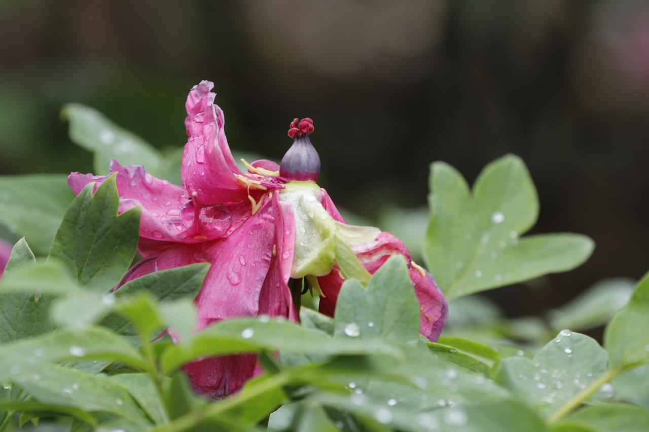 人无人无千日好，花无百日红。牡丹——你《最后的尊严》。（原创）