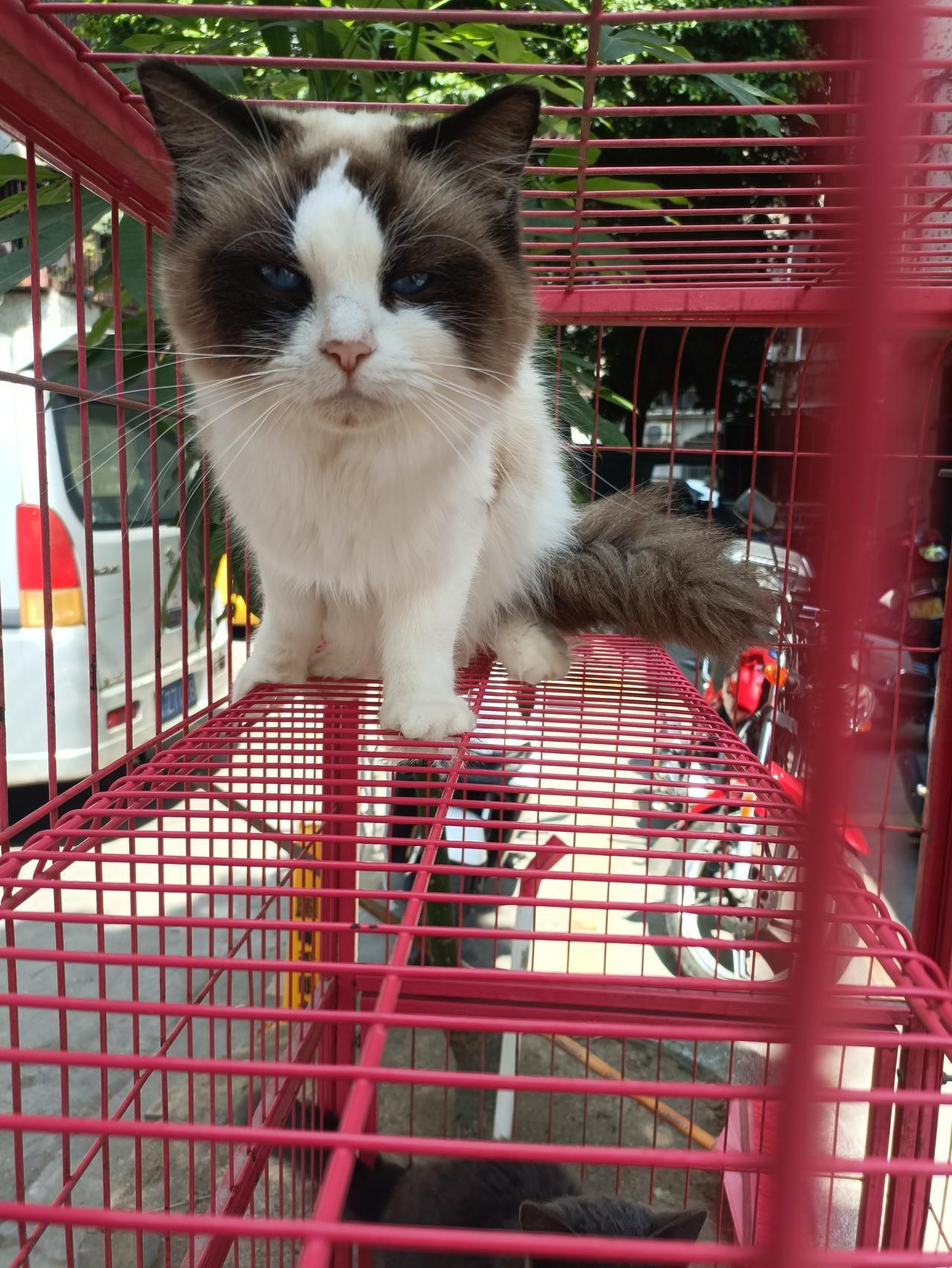 新年好！在这欢乐的节日中，猫咪也来凑个热闹，给大家拜年了！㊗️大家一马当先，万事