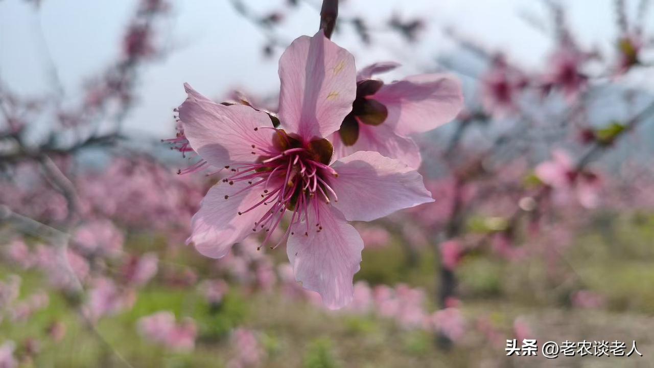 春天的鲜花太多了，特别是农村，到处都是鲜花绽放，是花的海洋，花的世界，太美丽了！