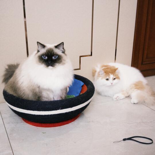 猫猫盆里坐
