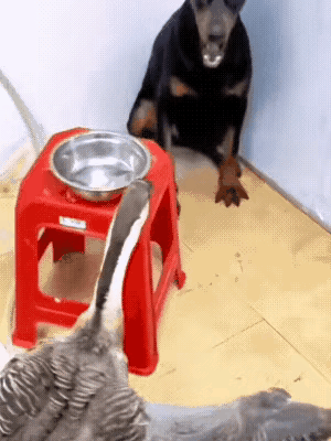 有点像俄乌局势[捂脸][捂脸][捂脸][捂脸]
