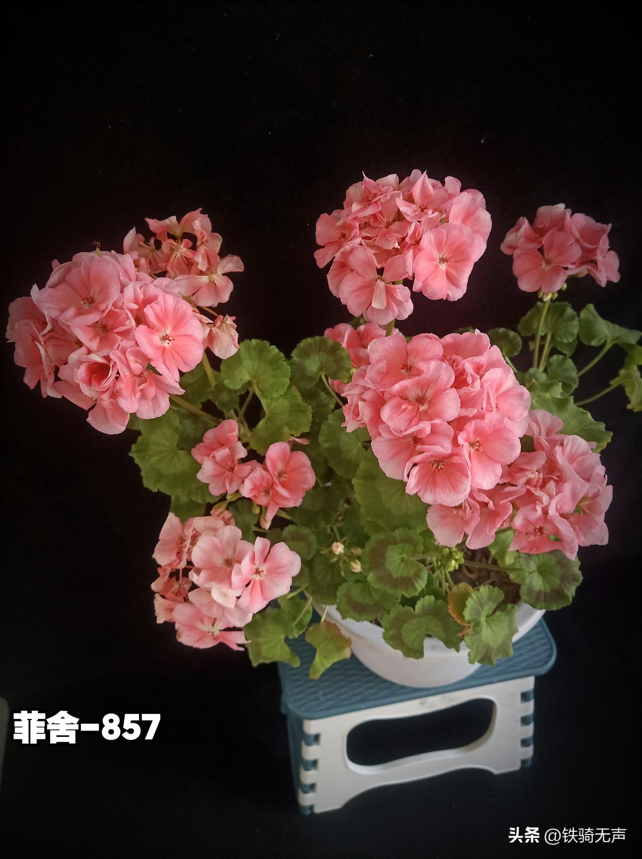 这张照片昨天拍的，是我养的一盆儿直立系列的天竺葵。名字叫《菲舍-857》这是直立