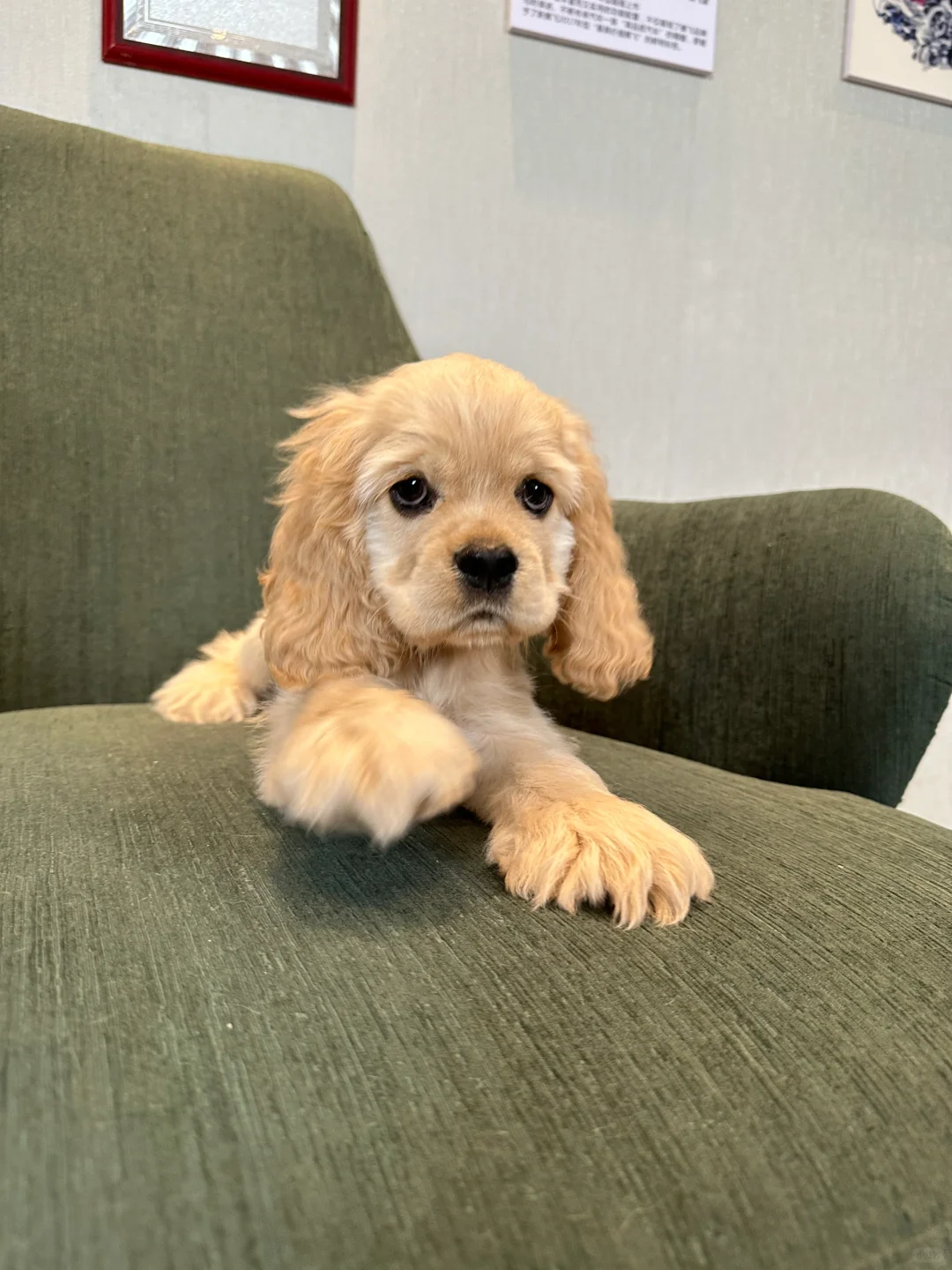蹲主人｜美国可卡犬麦色弟弟