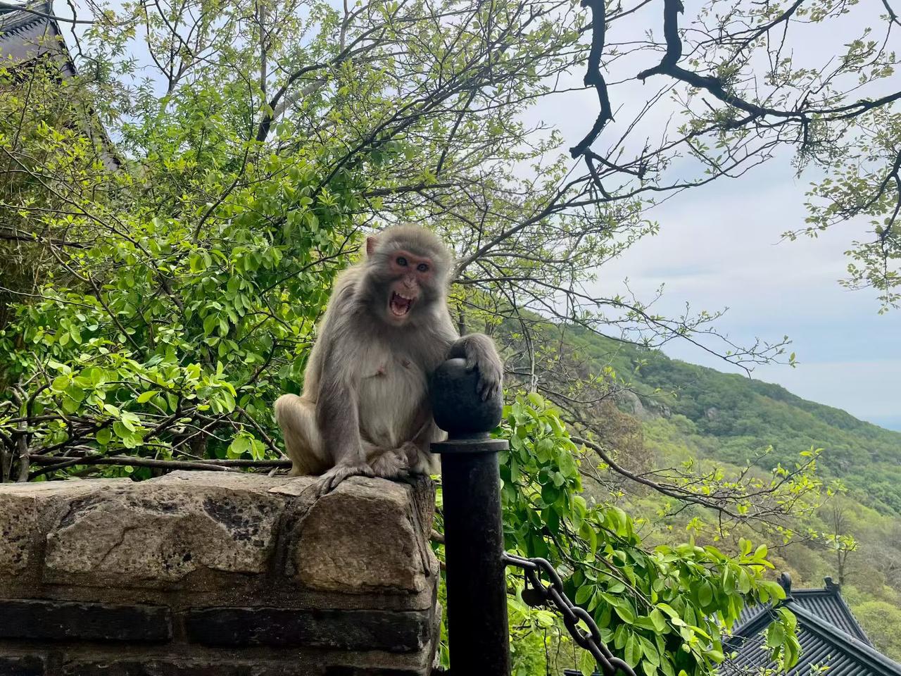 光威复材&中复神鹰：中国碳纤维双雄，技术登顶全球
 
光威复材与中复神鹰并称中国