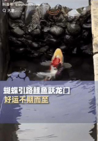 “彻底解释不清了！”一条锦鲤几次尝试“跃龙门”，结果都失败了，就在这时，突然一只