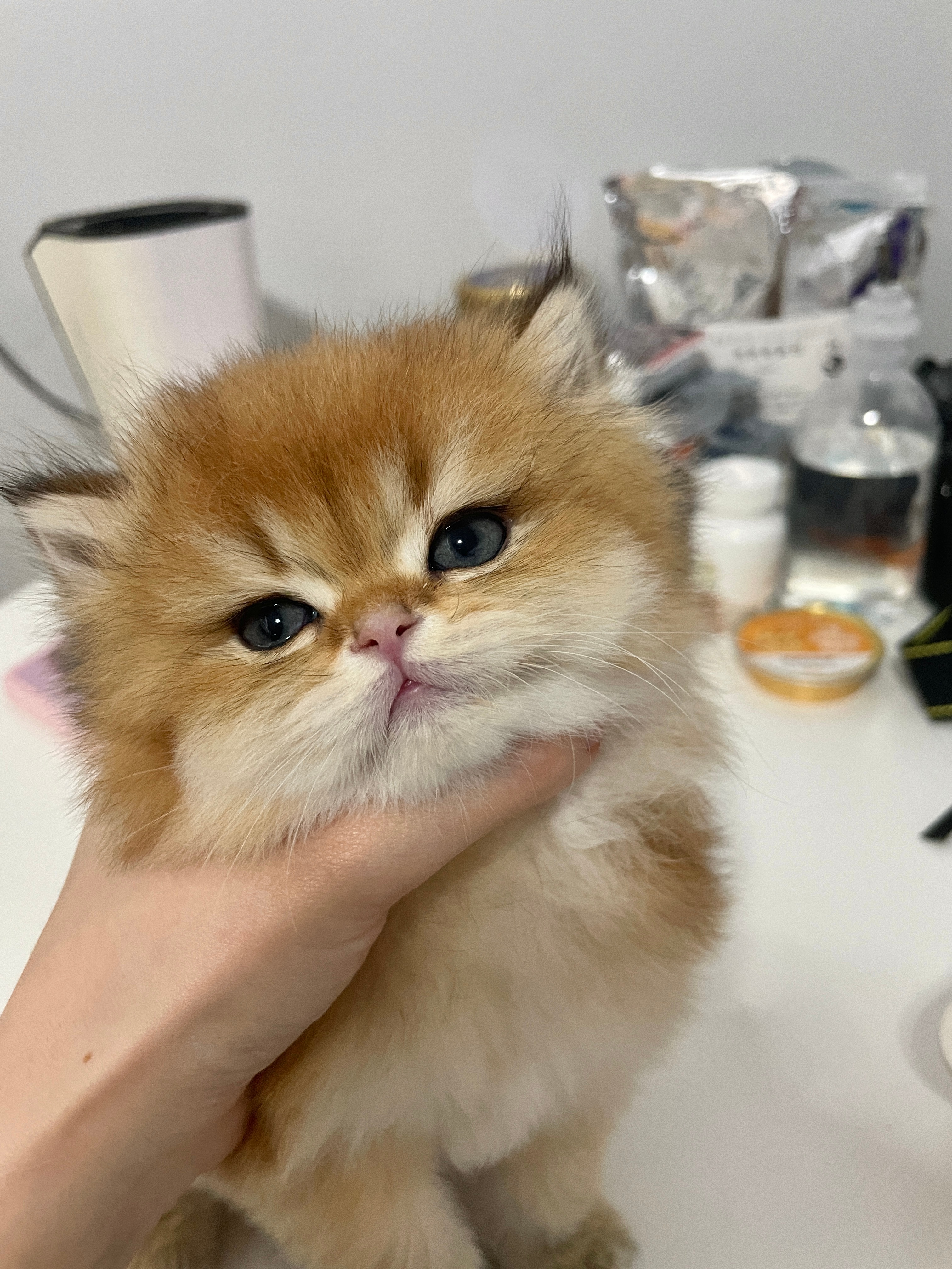 改名妲己吧你#英国长毛猫##金渐层# ​​​