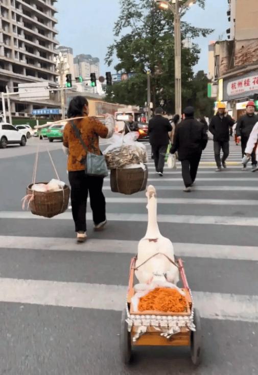 那只跟着主人卖菜守摊收款的大白鹅，比有些人还靠谱
 
近日，一只守摊收款的大白鹅