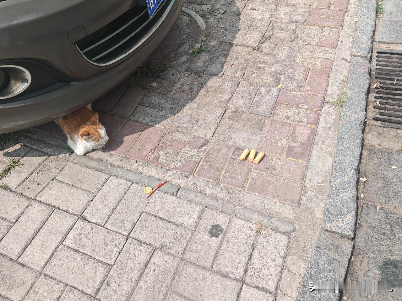 这是啥火腿，
猫都不吃，
我还每天吃的可香了？