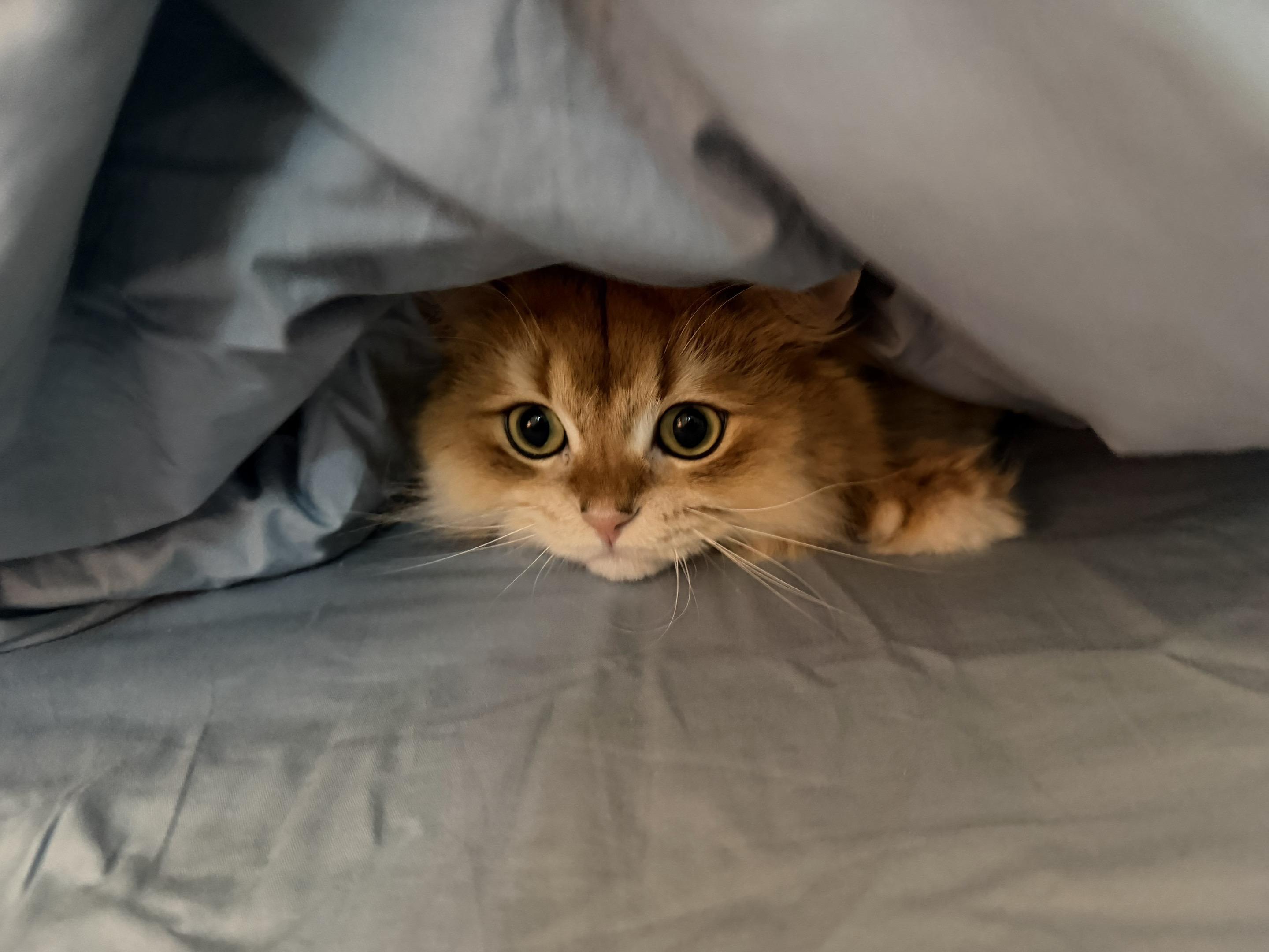 被窝里躲猫猫