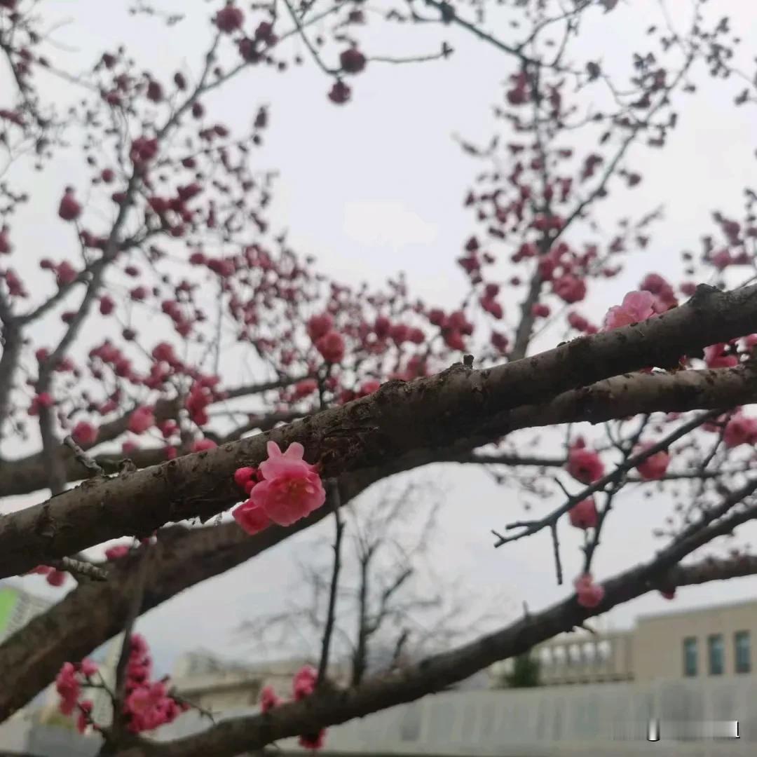 有云！有雪！有山！有花！有蓝天！
春日生活打卡季
我妈妈在火车站发的朋友圈[心]