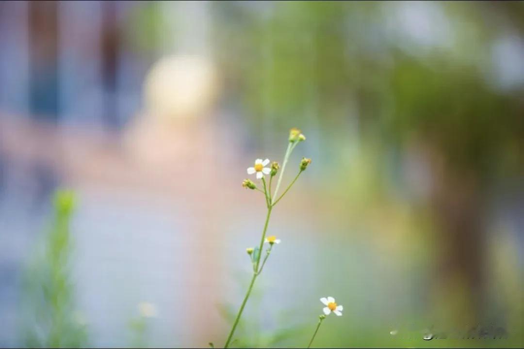 春天的小花都开了。
它们带来了春天的消息。