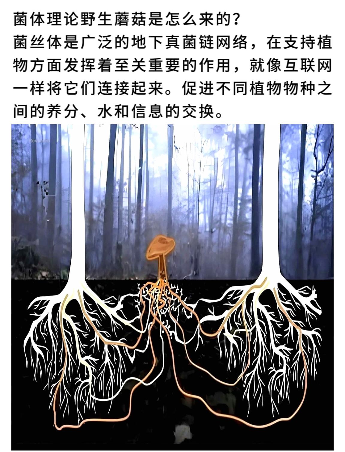 菌体理论野生蘑菇是怎么来的？