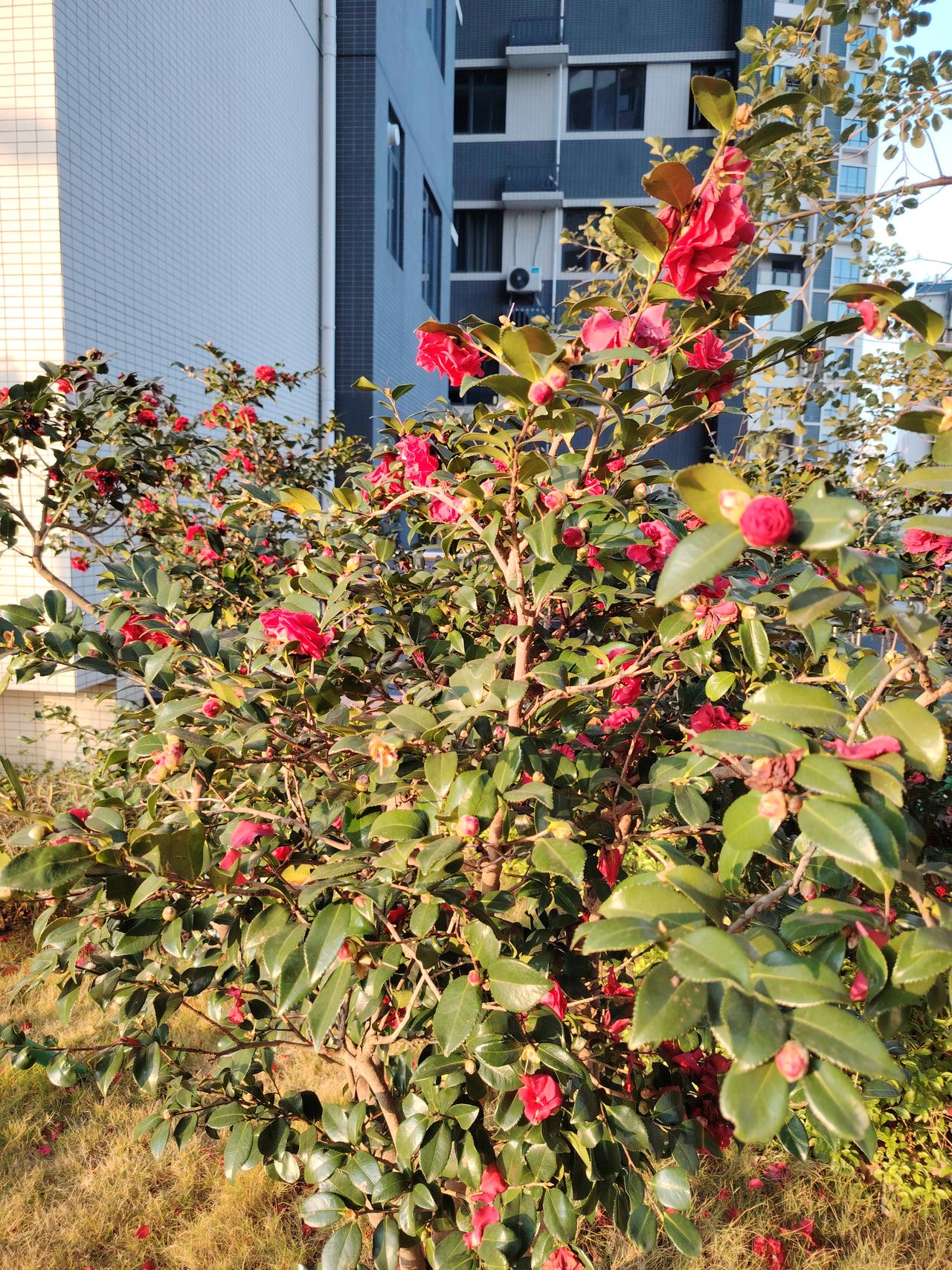 一张图证明冬天来了 城市绿洲 在繁忙的都市中，一抹鲜艳的红色花丛带来生机与宁静。