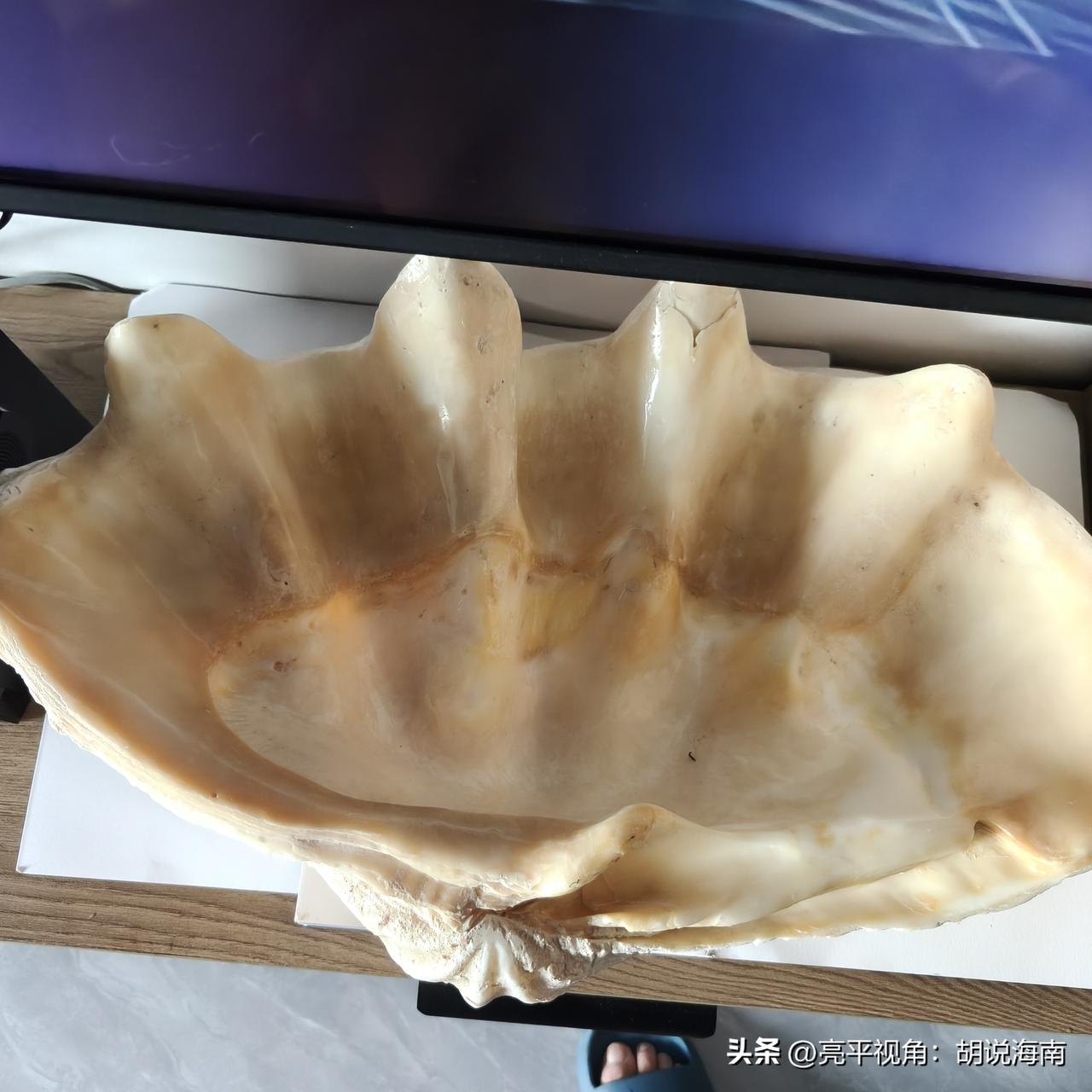 千问之回答：图中主体是一枚砗磲（chē qú）贝壳，属于大型双壳类软体动物，常被