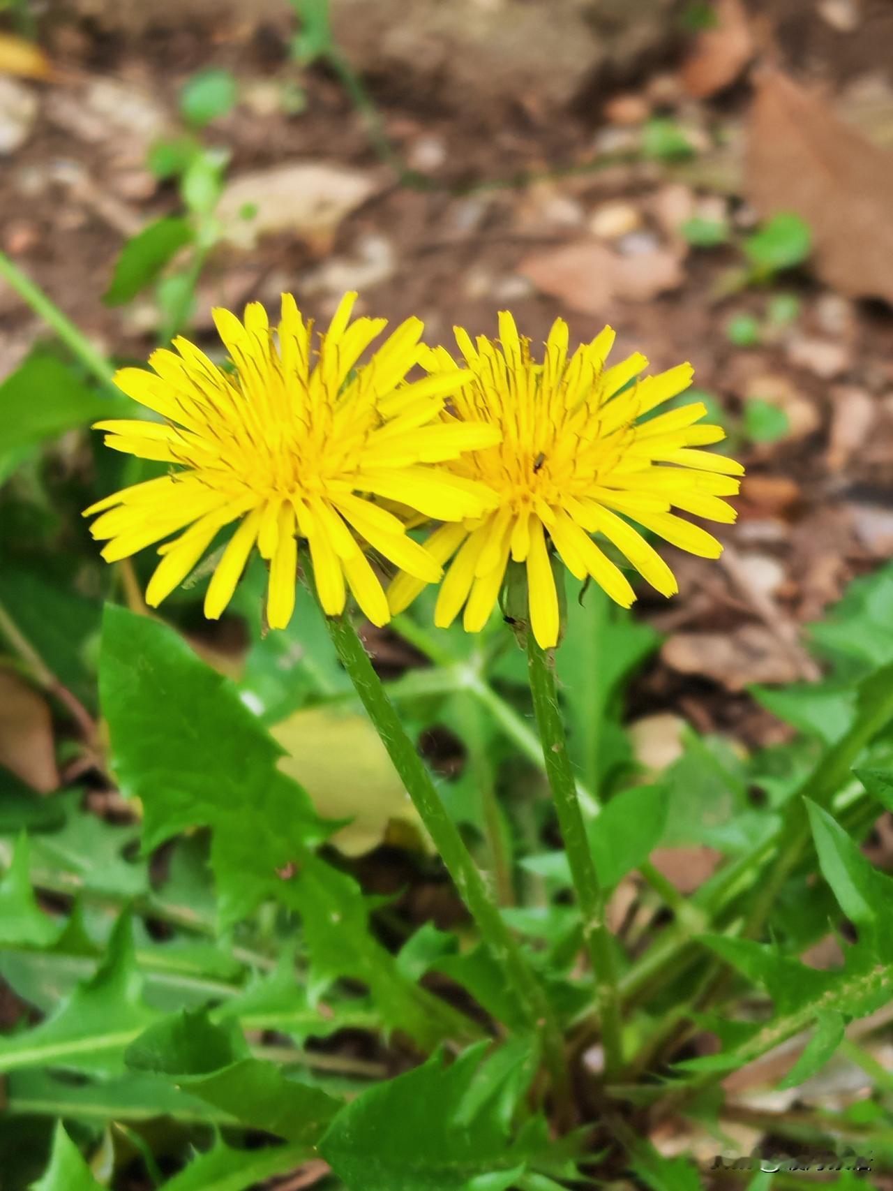 在儿媳妇家帮忙带孙女已经4年了，
远离家乡到杭州的舅妈悟出这几句实在话：

儿媳