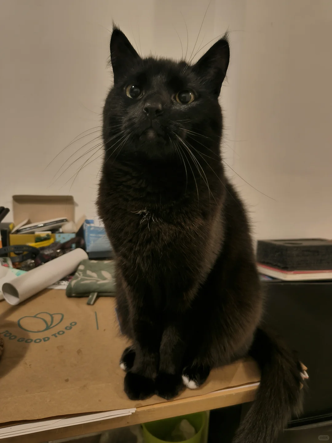 端正小猫