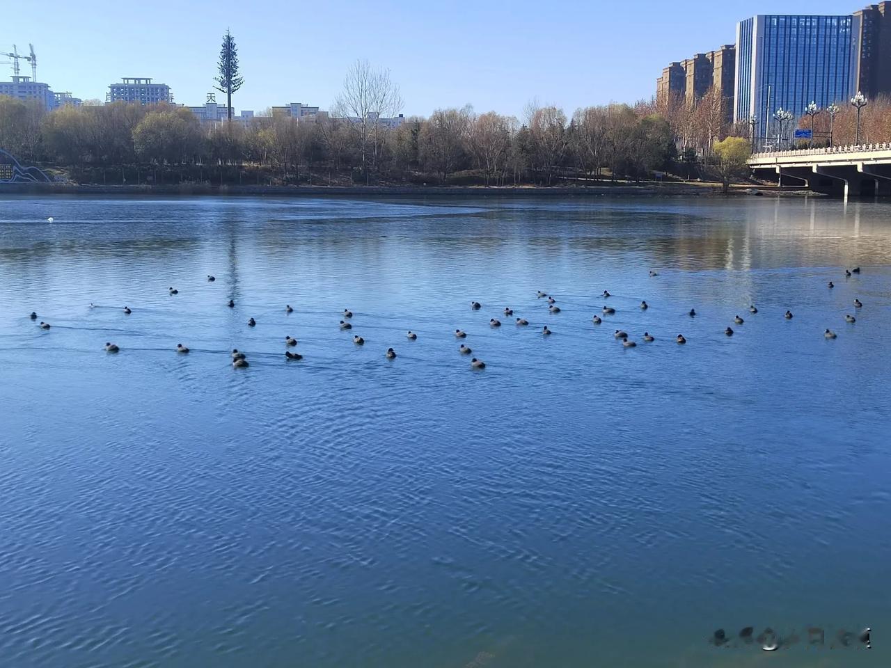 昨天在鹤淇大道淇河桥的东侧，看到令人震惊的一幕，一群水鸟，在河中游荡，自由自在，