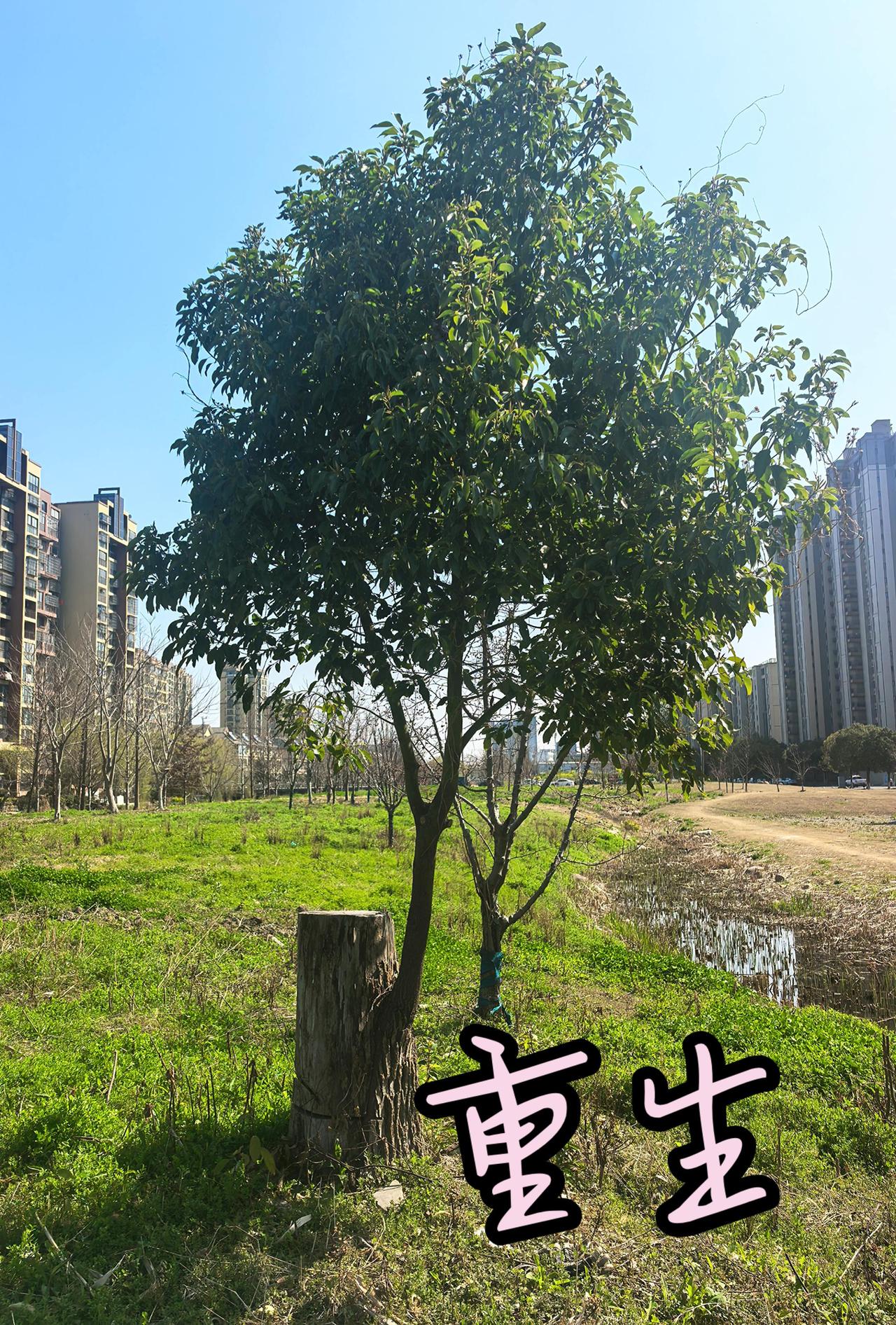 老树桩枯裂斑驳，似已耗尽生机。旁侧新枝却破桩而出，倔强挺立，绿叶繁茂。它不惧风雨