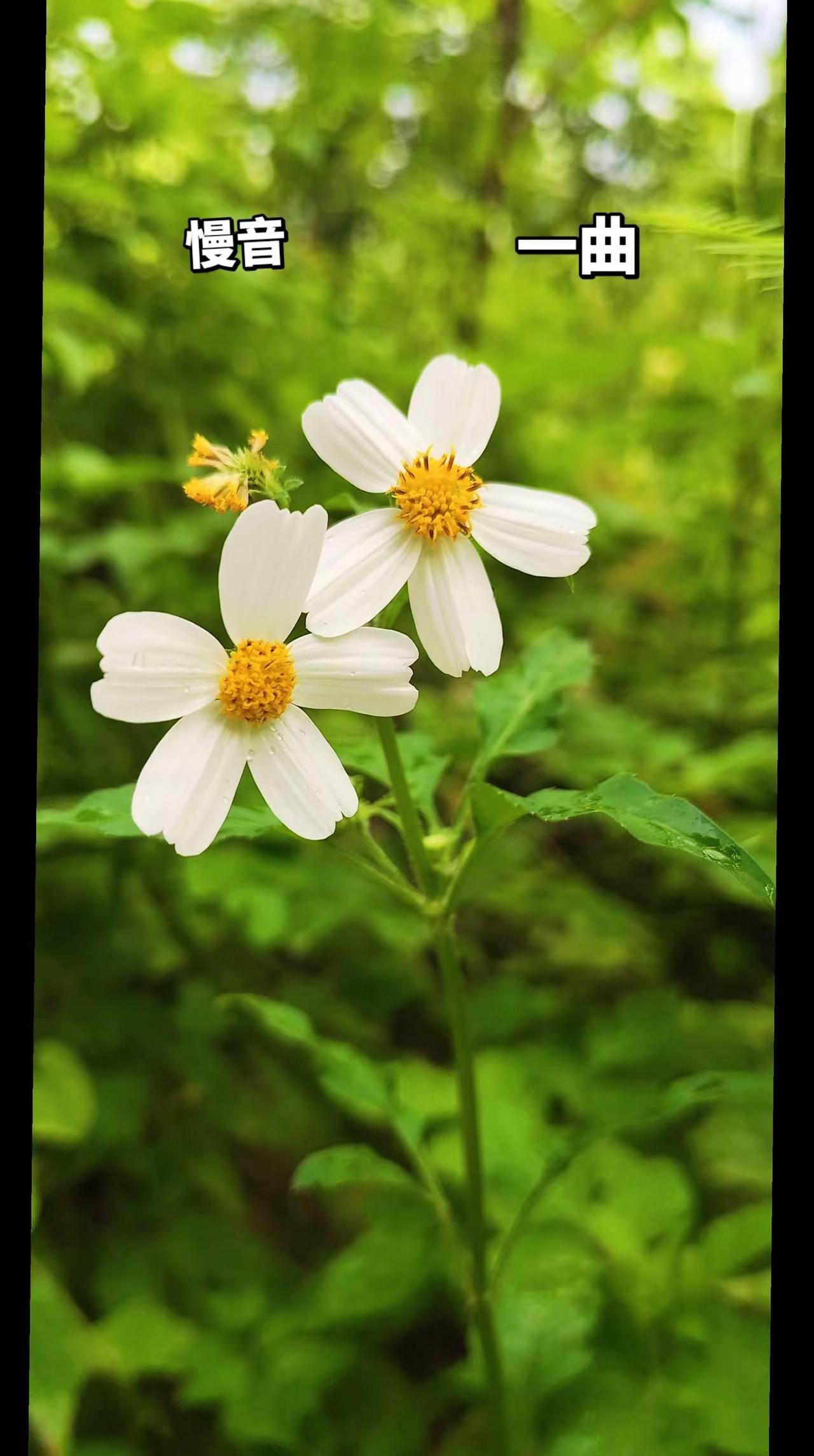 养心曲，倦了烦了，不妨静听一段纯音乐，舒缓心情，赏花，听歌，治愈系，晒晒你拍的花