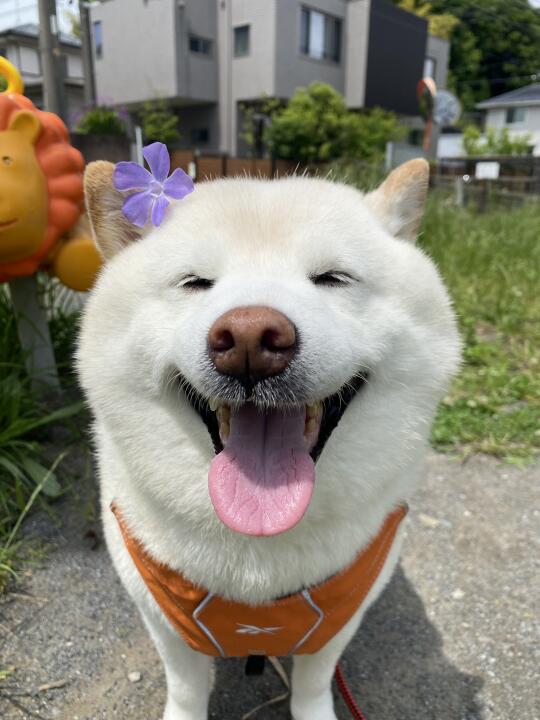 你才头上长花