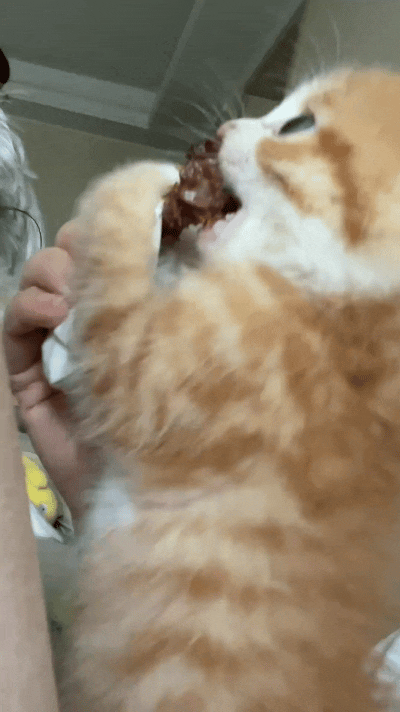看到这个视频可真逗啊！刚出锅的排骨，主人还没吃呢，小橘猫一下就凑过来，叼住肉就不