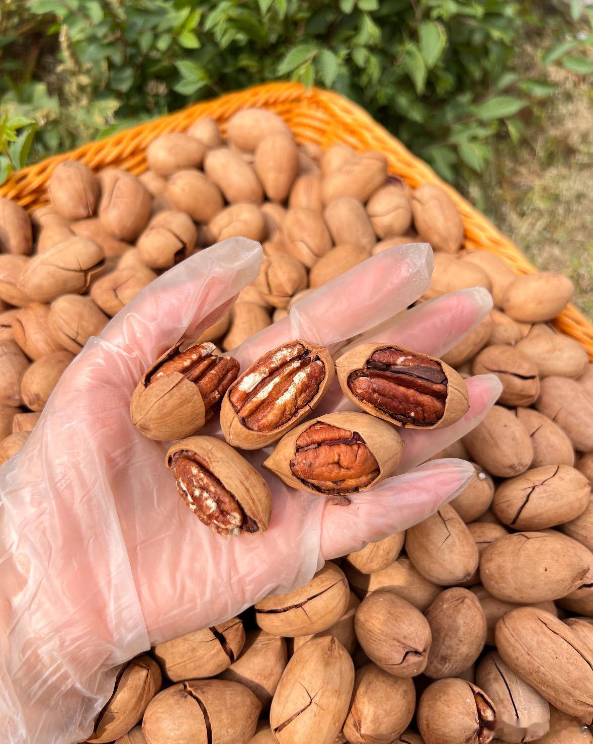充满地域特色的新疆，全国最好的干果和坚果几乎都在这。挑选了些经典坚果，品质不错，