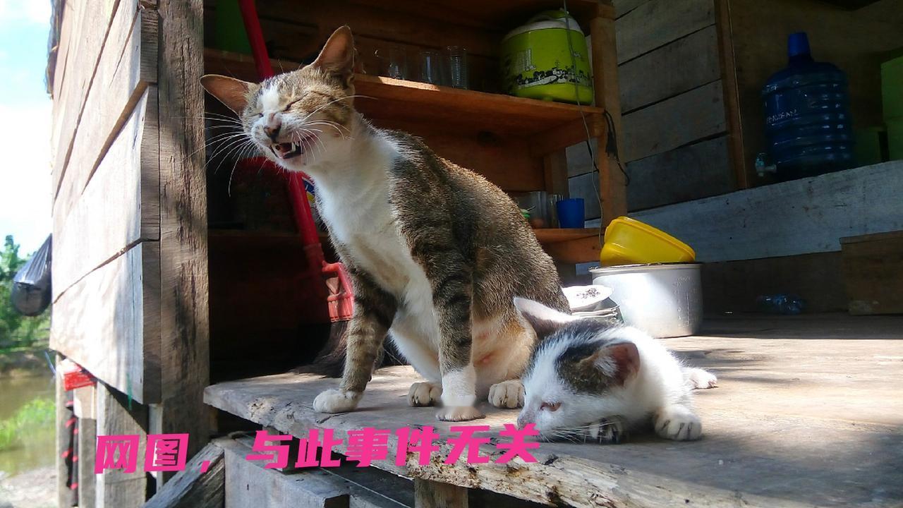 爱猫小仙女把4只流浪猫养在楼道，楼道臭气熏天、晚上猫咪呜嗷喊叫。更可怕的事情要发