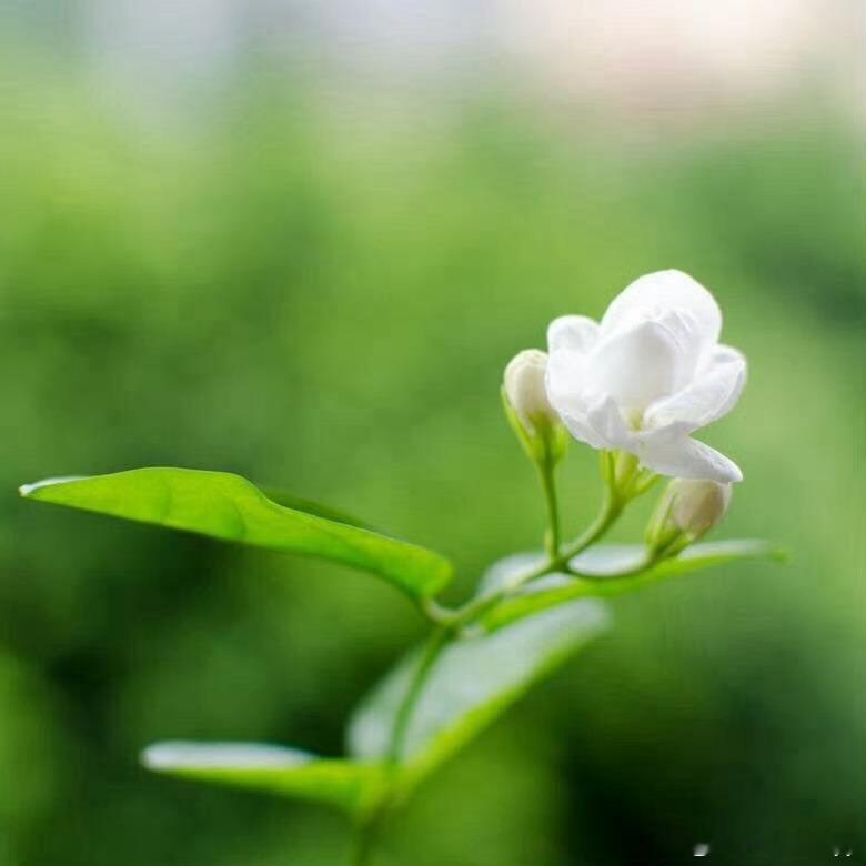 阳光信用  好一朵美丽的茉莉花，天然芬芳，清雅脱俗，暗香盈袖。不与繁花争艳，独留