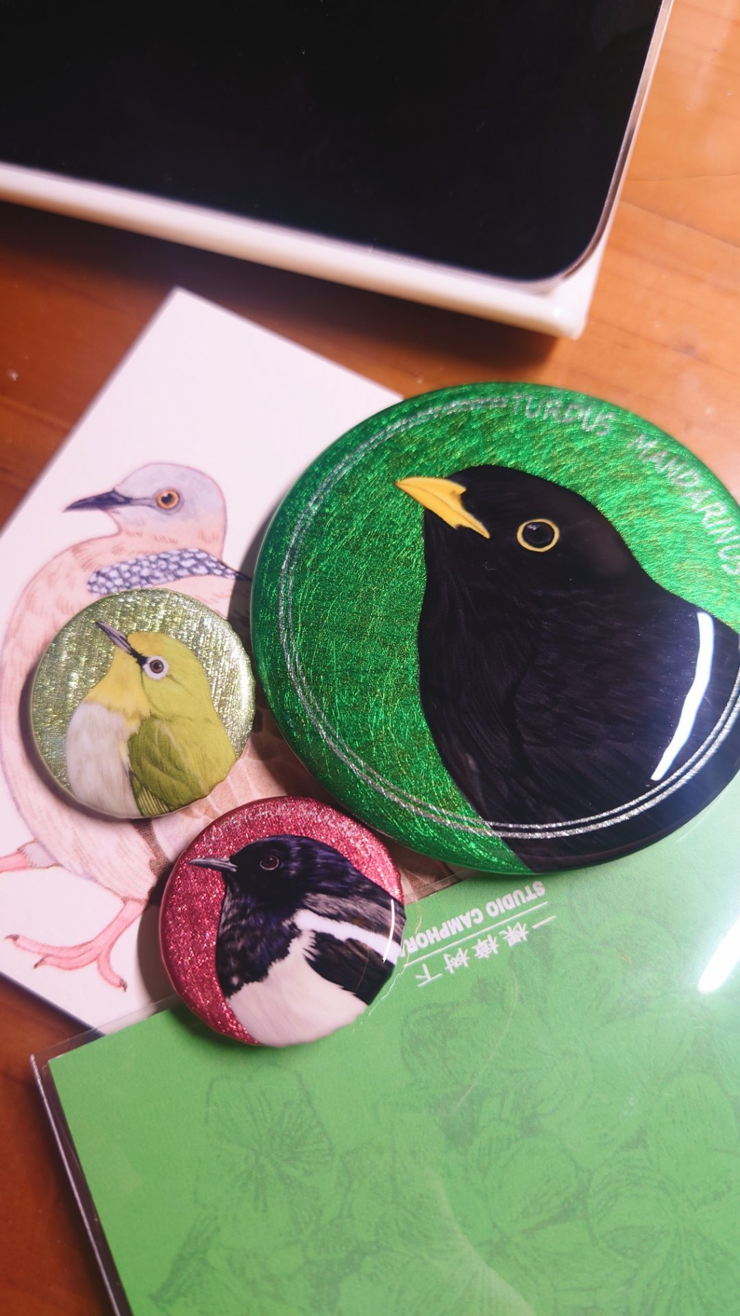 美丽鸫鸫 