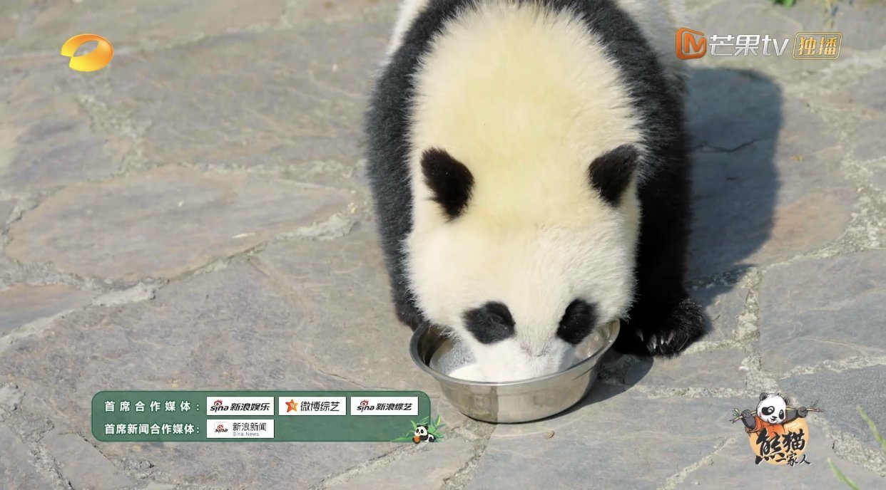 #熊猫幼崽没睡醒求抱抱##熊猫一家人# 今天又是羡慕我们李蓉奶妈的一天！早上奶妈