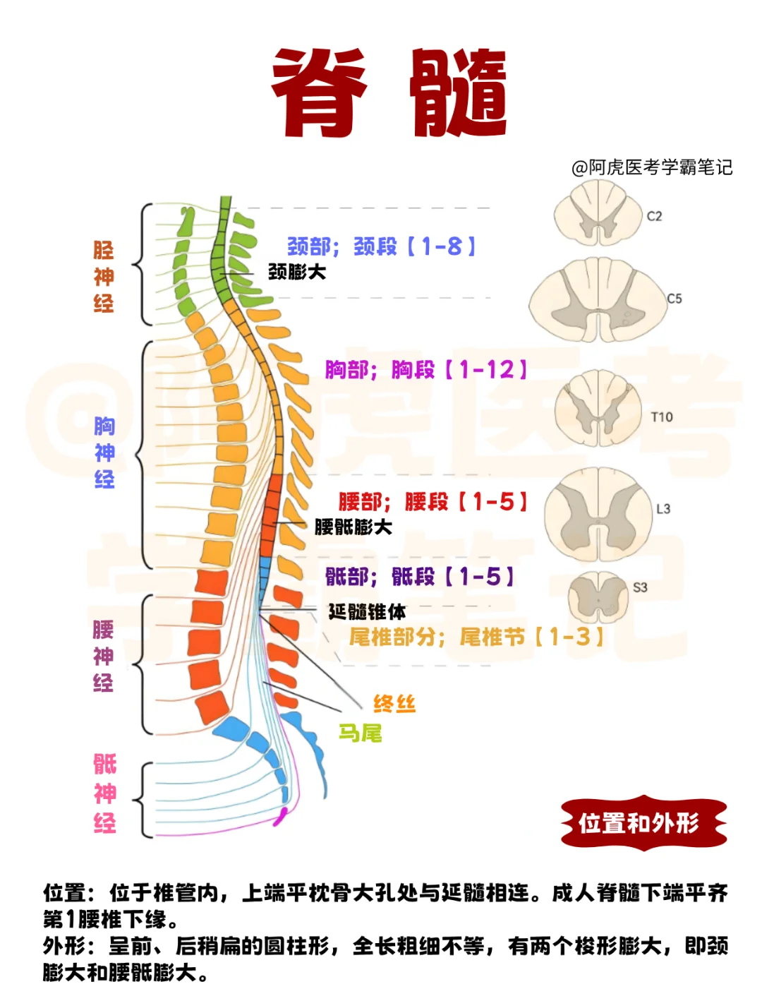 医学生笔记📒：脊髓👆