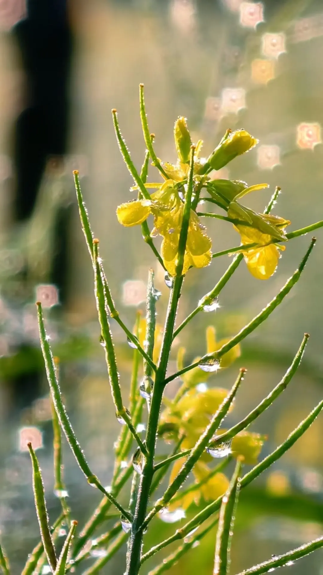 晨露    ，一花一草一世界