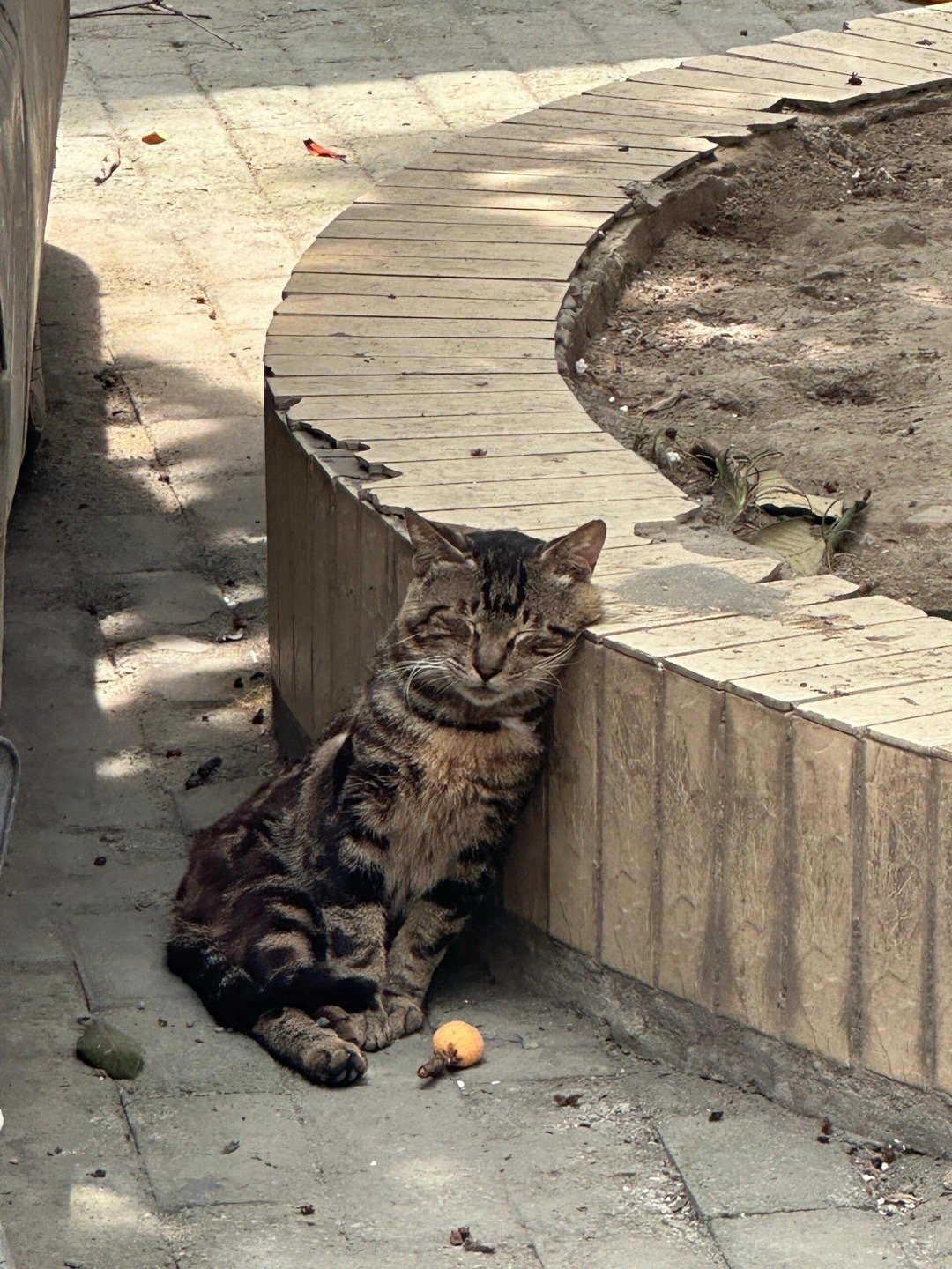 “被枇杷砸晕的小猫” 