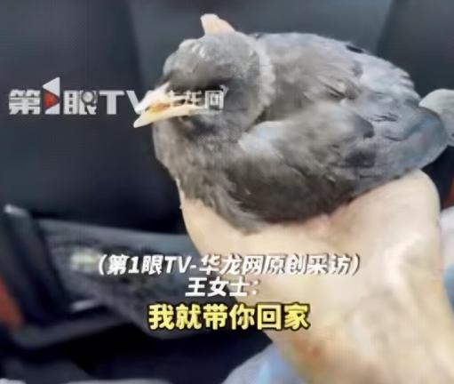 “万物皆有灵！” 江西修水，一女子在饭店吃饭时，一只黑色小鸟突然飞到她身上，赶也