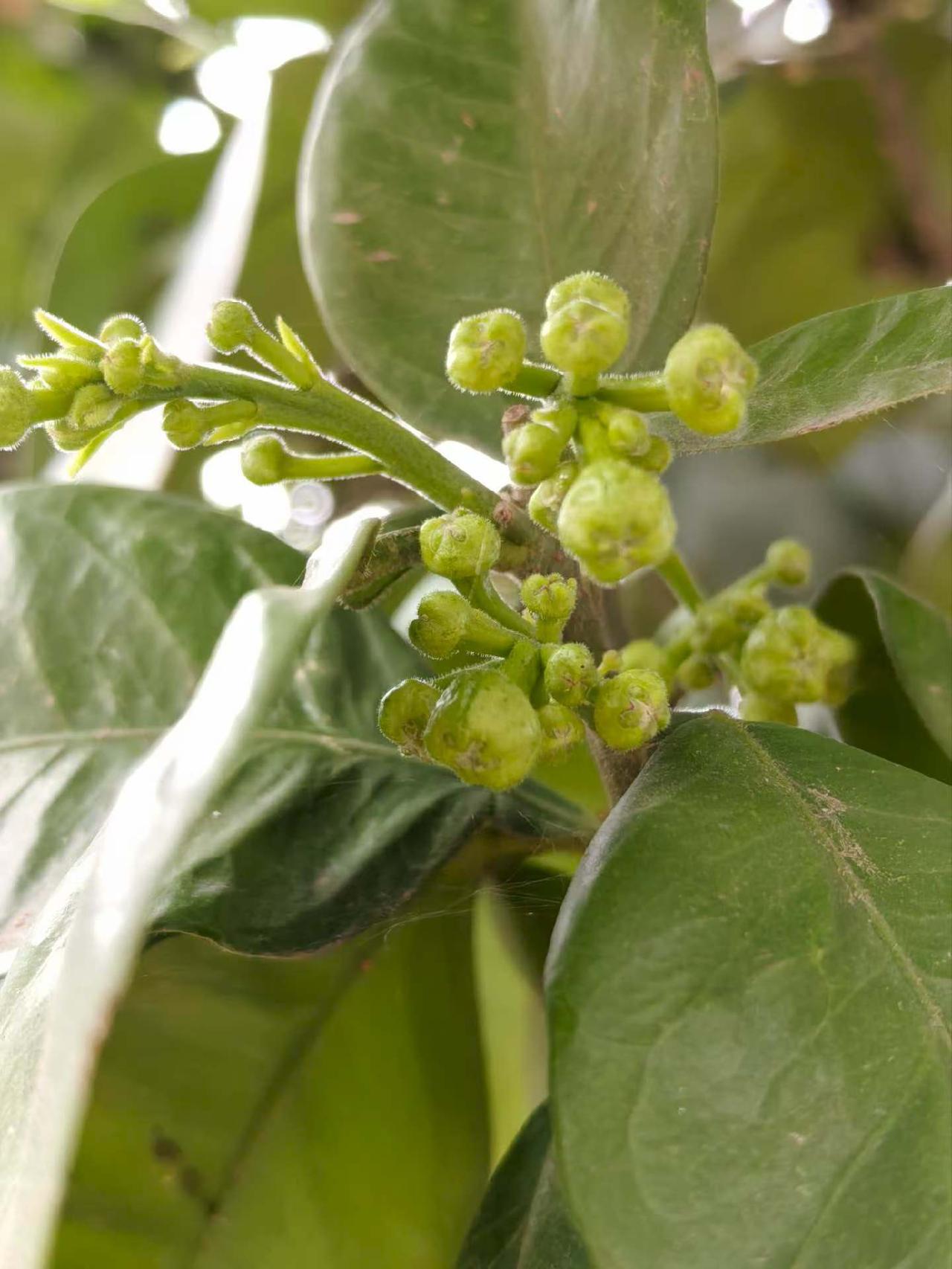 每年清明老妈都很忙，她忙着接待一批批从外边回来祭祖的亲戚、以及从湾里搬到城市的族