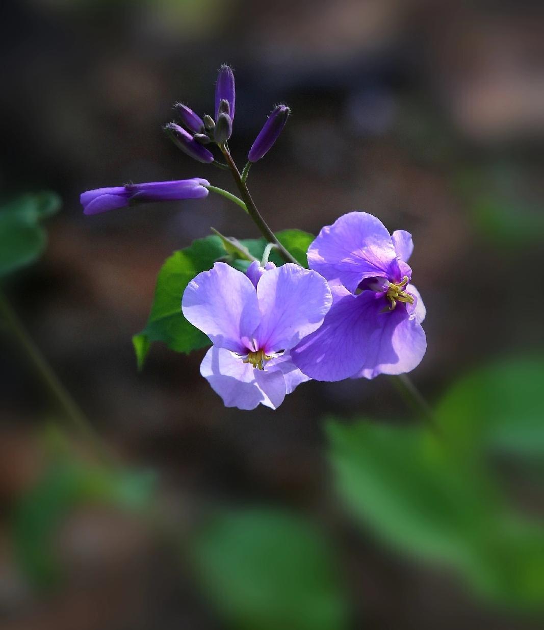 花的心藏在蕊中，空把花期都错过
你的心忘了季节，从不轻易让人懂
为何不牵我的手，