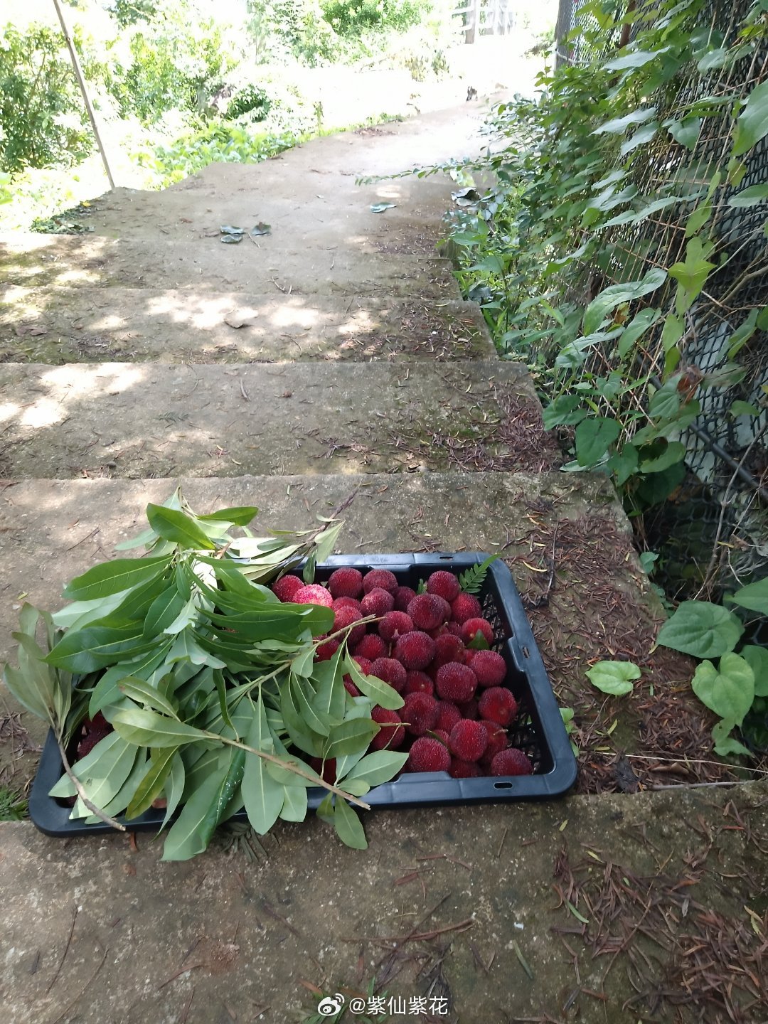 这几篮几筐🧺东魁杨梅是我爬最高树上摘得又大又红摘来自己吃摘完还要一篮篮往山下搬