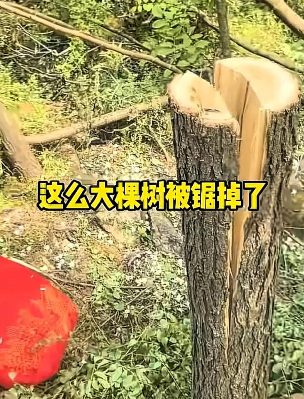 4 月 29 日陕西礼泉这事儿，看完直让人骂 “作孽”！一男子旅游用无人机拍风景