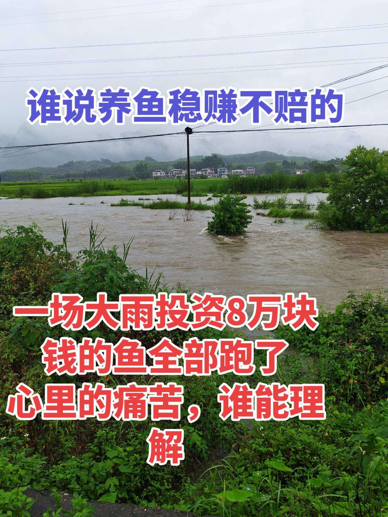 很多人都说养鱼赚钱，一场大雨来，全部都血本无归。自然灾害 养鱼日记  农村生活