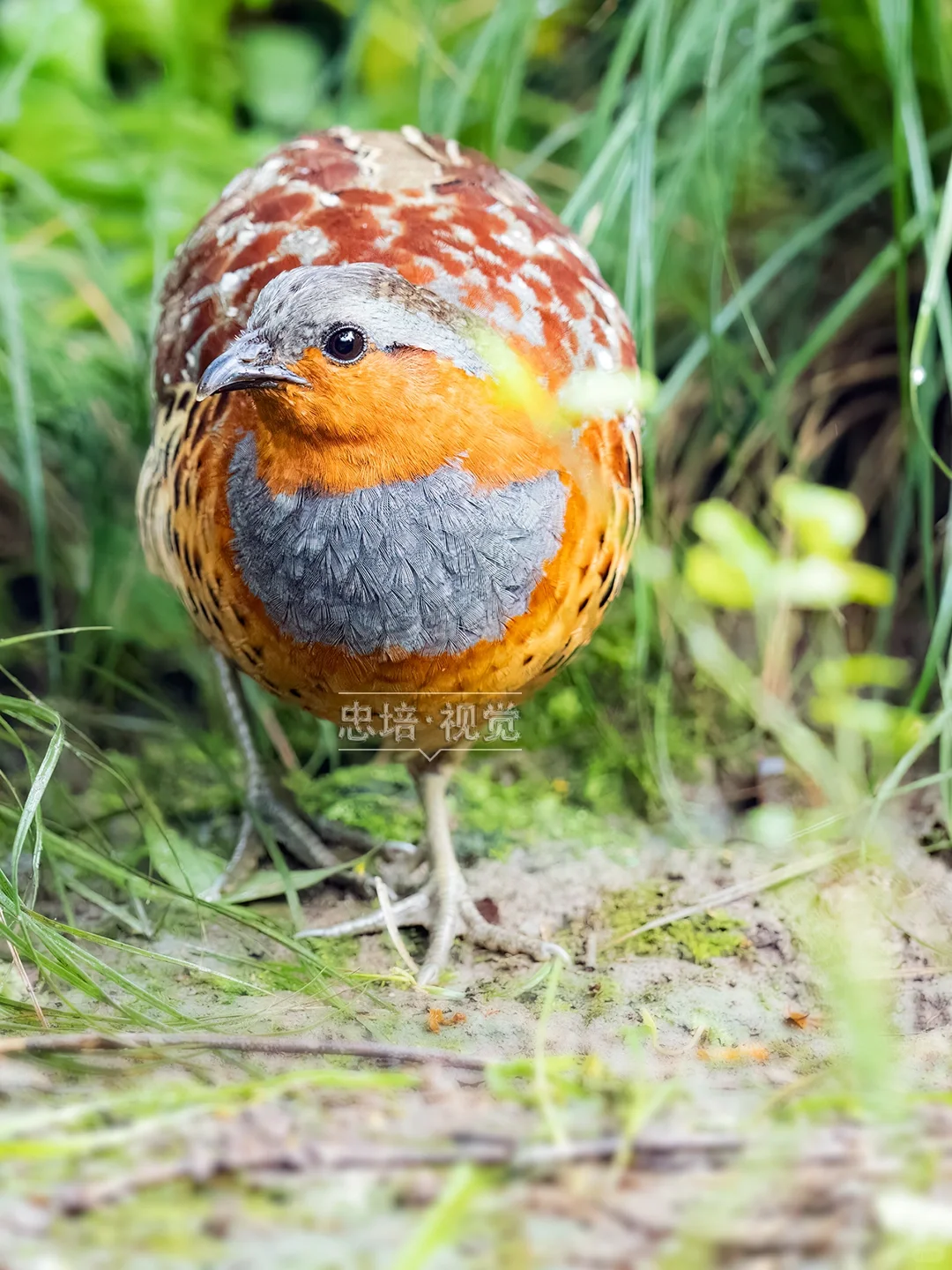 灰胸竹鸡